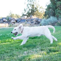 Golden Retriever Puppies from Kenwood Retrievers