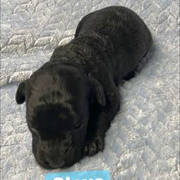 Clove - Black male Goldendoodle puppy in Greenville, South Carolina from Law Doodles of SC