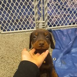 Doberman Pinscher Puppies from Stand Alone European Dobermans