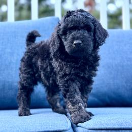Duckworth - Black male Goldendoodle puppy in Rainier, Oregon from Beaver Springs Puppies