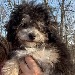 Bentley - Parti male Maltipoo puppy in Chattanooga, Tennessee from Joy-fur puppies