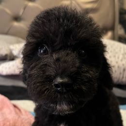 Atlas - Black male Goldendoodle puppy in Philadelphia, Pennsylvania from Philly's Designer Doodles