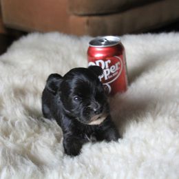 Pepper - Black female Havanese puppy in Sunriver, Oregon from Contigo Havanese