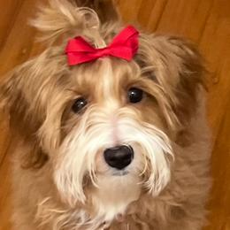 Havanese from Cajun Coast Havanese