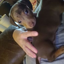 Dachshund Puppies from SouthernMama Doxies