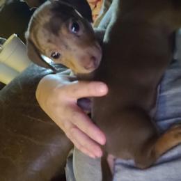 Dachshund Puppies from SouthernMama Doxies