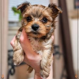 Marlow - Sable male Yorkshire Terrier puppy in Moses Lake, Washington from Harmony Hills Yorkies