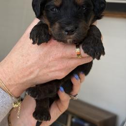 Ghost - male Australian Mountain Doodle puppy in Spanish Fork, Utah from Little Puppy Co.