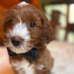 Cruz - Red  male Goldendoodle puppy in Pine Grove, California from Lundee Doodles