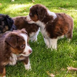 Miniature American Shepherd and Miniature Australian Shepherd Puppies from Bellewynd Acres
