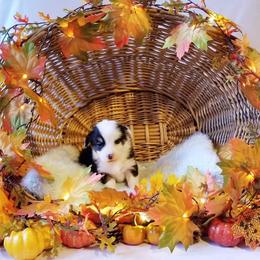 American Corgi and Pembroke Welsh Corgi Puppies from Whimsical Treasure Corgis