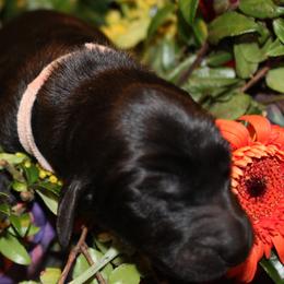 Afghan Hound Puppies from Ahava Afghan Hounds