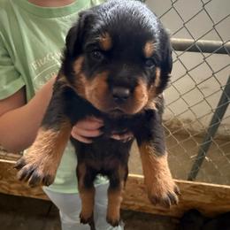 Miranda - Black and tan female Rottweiler puppy in Mcminnville, Oregon from JHB Rottweilers