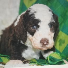 Sheepadoodles and Toy Australian Shepherds from Yvette Pendleton