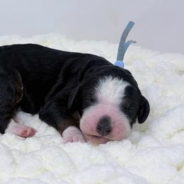 Hive - Tri-color male Bernedoodle puppy in Fleming, Colorado from Vandenbark Doodles