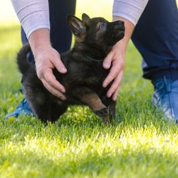 German Shepherd Puppies from Faoladh German Shepherds