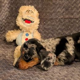 Dachshunds and Rat Terriers from Twin Hickory Ranch