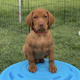 Vizsla Puppies from Utah Vizsla’s