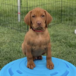 Vizsla Puppies from Utah Vizsla’s