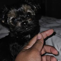 Yorkshire Terriers from PB Legacy Yorkies