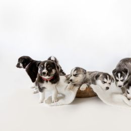 Siberian Husky Puppies from Hargaden Huskies