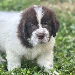 Green Boy - White and brown male Newfoundland puppy in Hale, Missouri from Grand River Newfoundlands