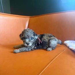 Olive - Merle female Goldendoodle puppy in Millville, California from Hope Lane Kennels