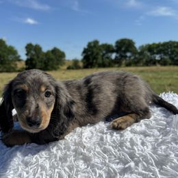 Ivy - Dapple female Dachshund puppy in Colbert, Oklahoma from Brooke Crenshaw