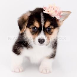 Saga - Black and tan female American Corgi puppy in Santaquin, Utah from Blacktail Mountain Corgis