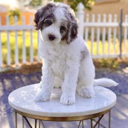 Boy 1 - Chocolate merle male Bernedoodle puppy in Salt Lake County, Utah from Coco Avenue Pups