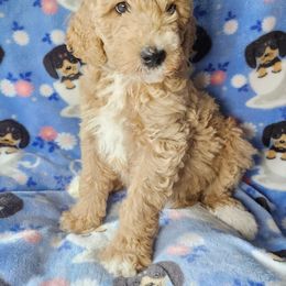 Australian Labradoodle Puppies from Doodle Creek NC Labradoodles