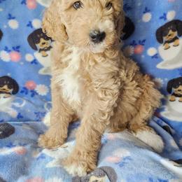Australian Labradoodle Puppies from Doodle Creek NC Labradoodles