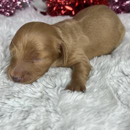 Boy one - Red male Dachshund puppy in Payette, Idaho from NT Mini Doxies