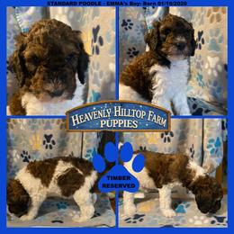 TIMBER- Blue collar boy - Phantom male Poodle puppy in Charlo, Montana from Heavenly Hilltop Farm