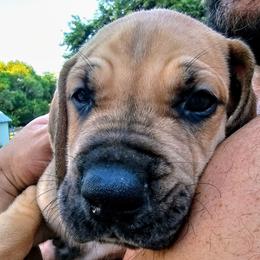 Enrique - Fawn male Great Dane puppy in Princeton, Indiana from Phantasm Farms