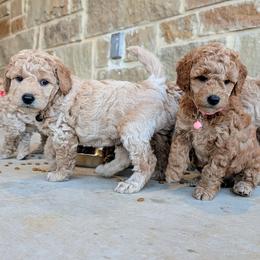 Double Doodle and Goldendoodle Puppies from Big Red Paw Doodles