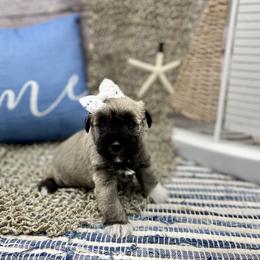 Miniature Schnauzer Puppies from Schnauzers on Robinson Lane