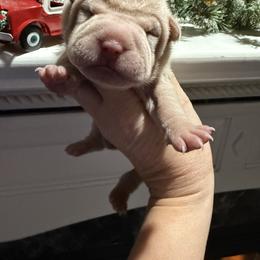 Holly - Cream female Chinese Shar-Pei puppy in North Carolina from Amy Mahaffey's Chinese Shar-Pei