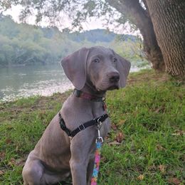 Weimaraner Puppies from K&K Weimaraners