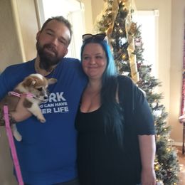 CARYS - Sable female Pembroke Welsh Corgi puppy in Red Bluff, California from Ruby's Corgi's