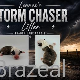 Brazeal - Brindle and white male Cardigan Welsh Corgi puppy in Bland, Missouri from Shadey Lane Corgis