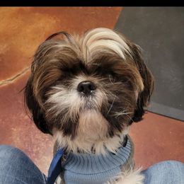 Dex - Shih Tzu