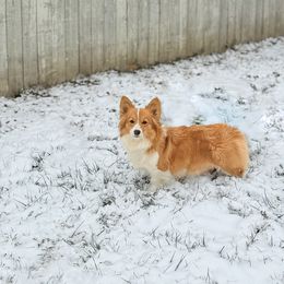 Buffy - Pembroke Welsh Corgi