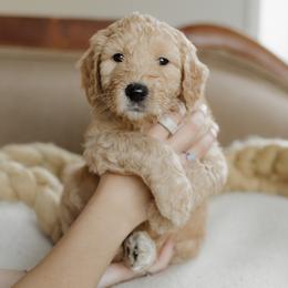 Arya Stark - Apricot female Goldendoodle puppy in Hiddenite, North Carolina from Rose and Reid Doodles