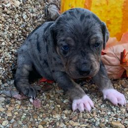 Girl 4 - Blue merle female Catahoula Leopard Dog puppy in Gadsden, Alabama from Rich Cat’s