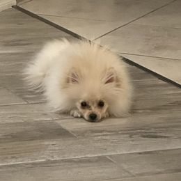 Pomeranians and Shih Tzus from Shih Tzus and Poms Di Colletti