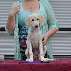 Saluki Puppies from Kushiel Salukis