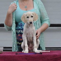 Saluki Puppies from Kushiel Salukis
