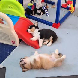 Pembroke Welsh Corgi Puppies from Rhone River Farm Pembroke Welsh Corgis