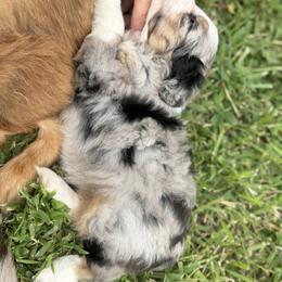 Aussiedoodles, Bernedoodles, Schnoodles, and Whoodles from Dreamer Ridge Puppies